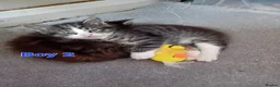 Mixed Breed cats for sale: Kittens for sale - Advert 27