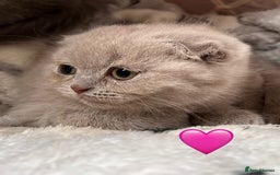 Scottish Fold cats for sale: Sale Scottish and Straight kittens 💗 - Image 6