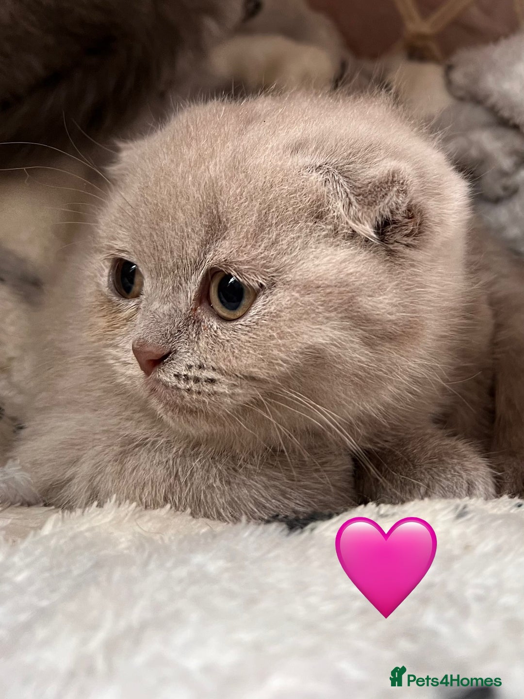 Scottish Fold cats for sale: Sale Scottish and Straight kittens 💗 - Image 6
