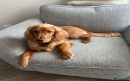 Cocker Spaniel dogs for stud: Working Cocker Spaniel in Bridgend - Image 5