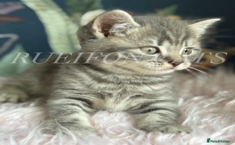 British Shorthair cats - Advert 3