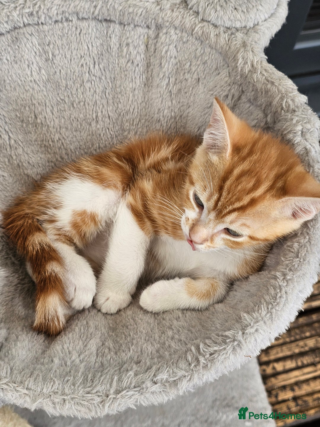 Bengal cats for sale: 5 kittens - 4 ginger and 1 galaxy - Image 6