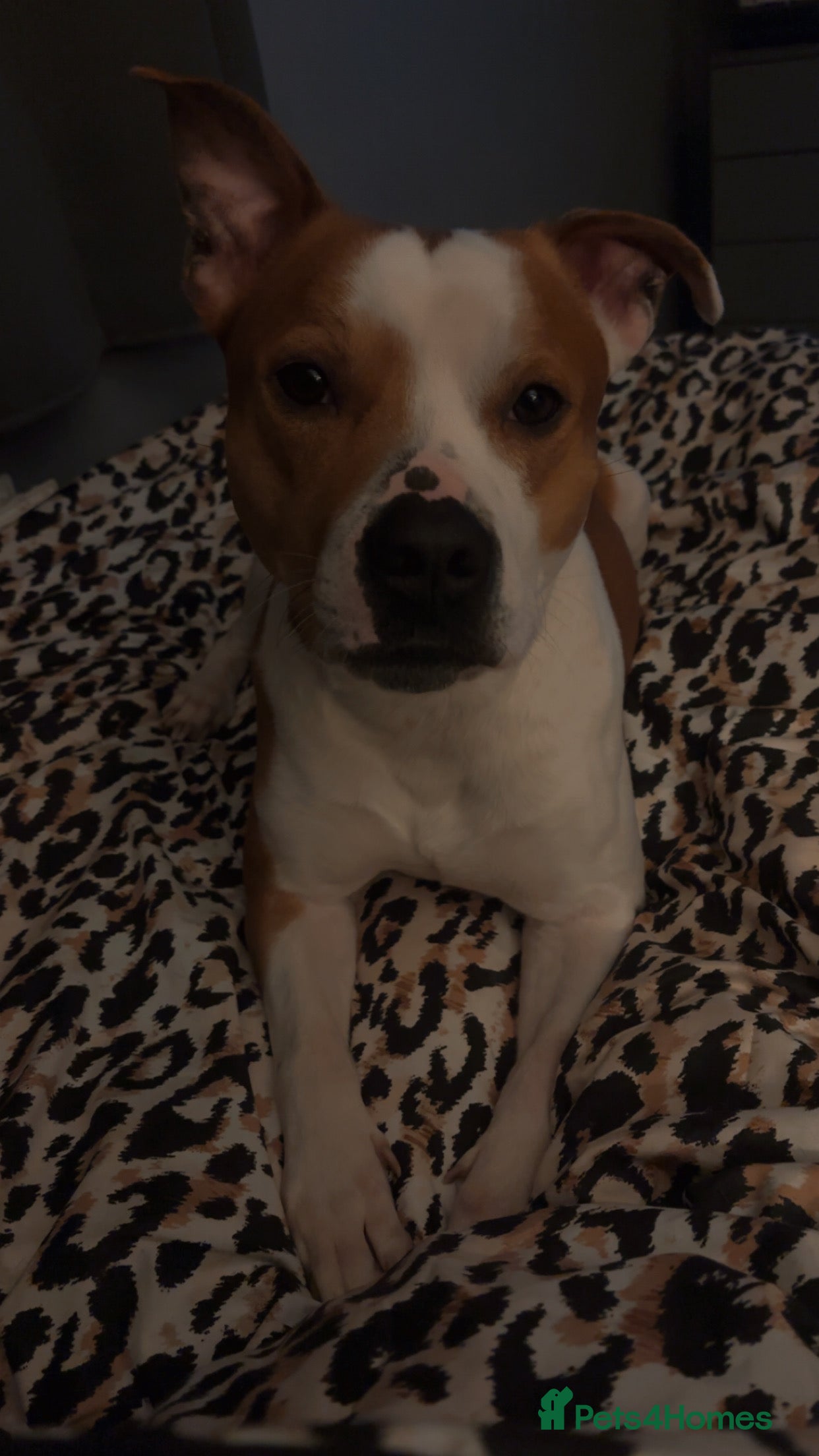 Staffordshire Bull Terrier dogs Need the best home - Advert 1