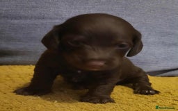 Mixed Breed dogs for sale: Dachschund x doxipoo puppies - Image 22
