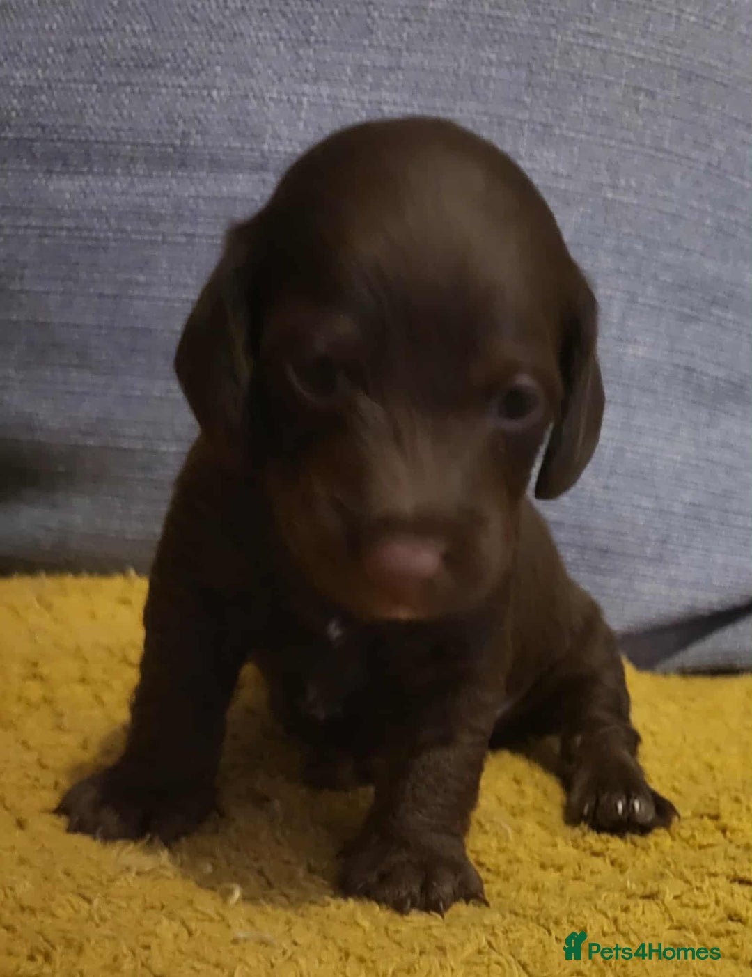 Mixed Breed dogs for sale: Dachschund x doxipoo puppies - Image 22