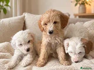 Australian Labradoodle dogs Australian Labradoodle Puppies for Sale 🐾 - Advert 18