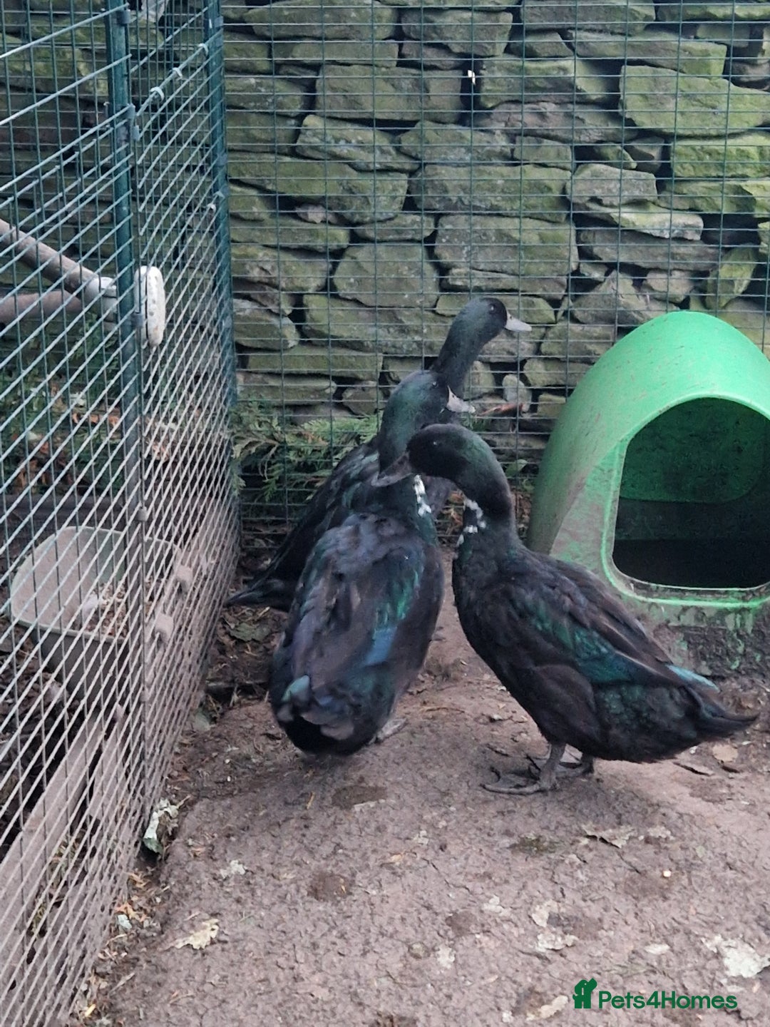 Ducks poultry for sale: 3 cayuga ducks  - Image 3
