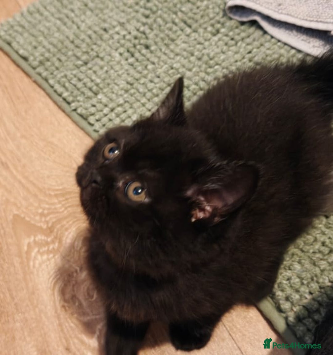 British Shorthair cats for sale: GCCF Reg pedigree Blue and Black Kittens  - Advert 11