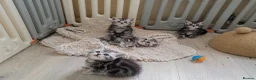 British Shorthair cats for sale: Show quality GCCF Silver Tabbies  in Rochester - Advert 15