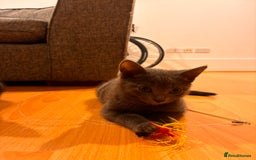 Mixed Breed cats for sale: Two beautiful girls  - Image 4