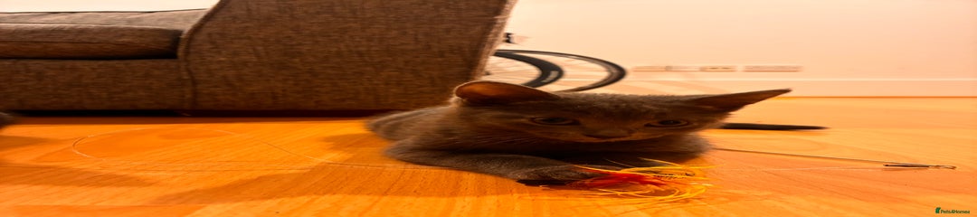 Mixed Breed Kitten 2