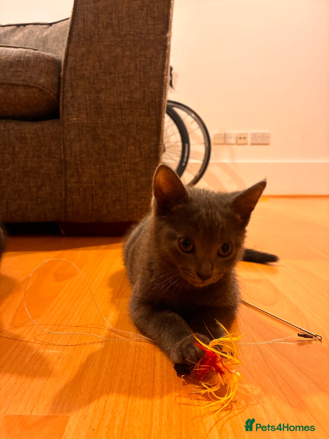 Mixed Breed cats for sale: Two beautiful girls  - Image 4