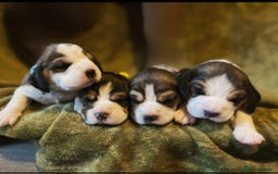 Beagle dogs for sale: 2 Beagle Girl Pups left -(KC Reg), Champ Bloodline - Image 1