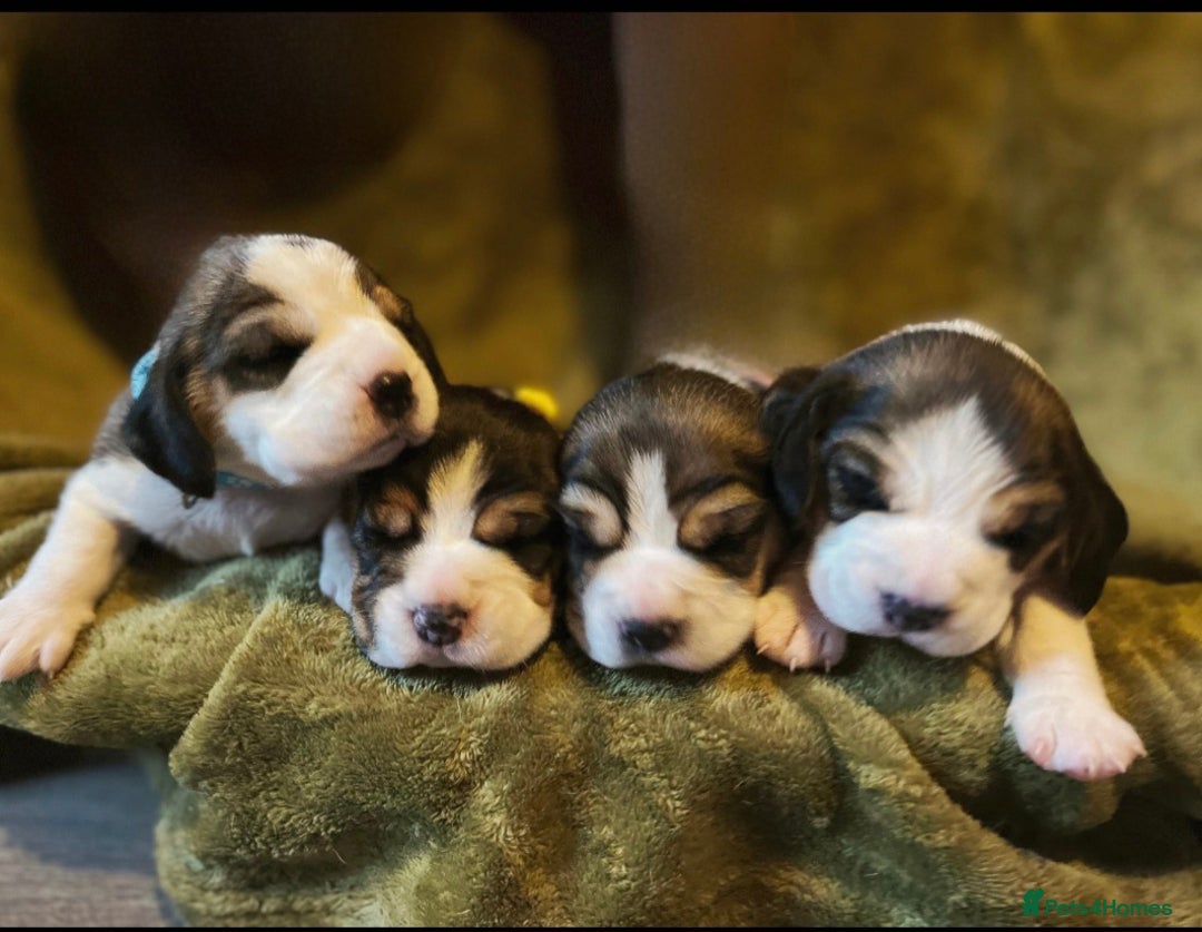 Beagle dogs for sale: 2 Beagle Girl Pups left -(KC Reg), Champ Bloodline - Image 1