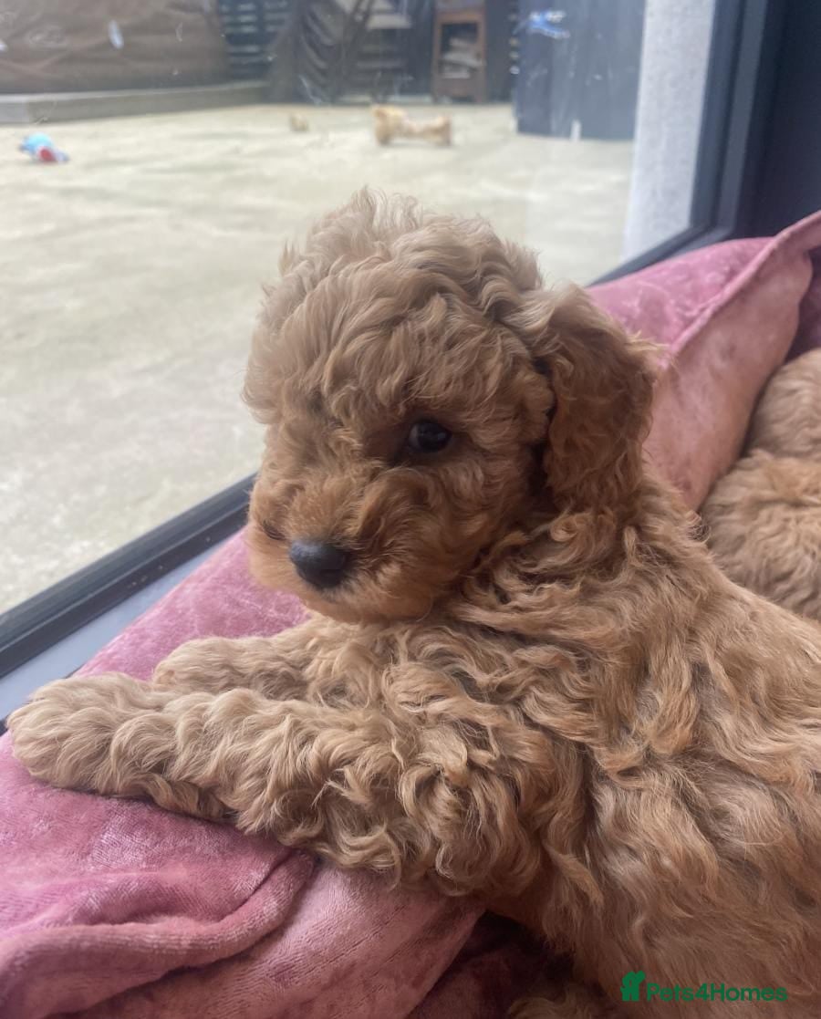 Cavapoo dogs ABSOLUTELY GORGEOUS LITTER OF CAVAPOOS in Manchester - Advert 1