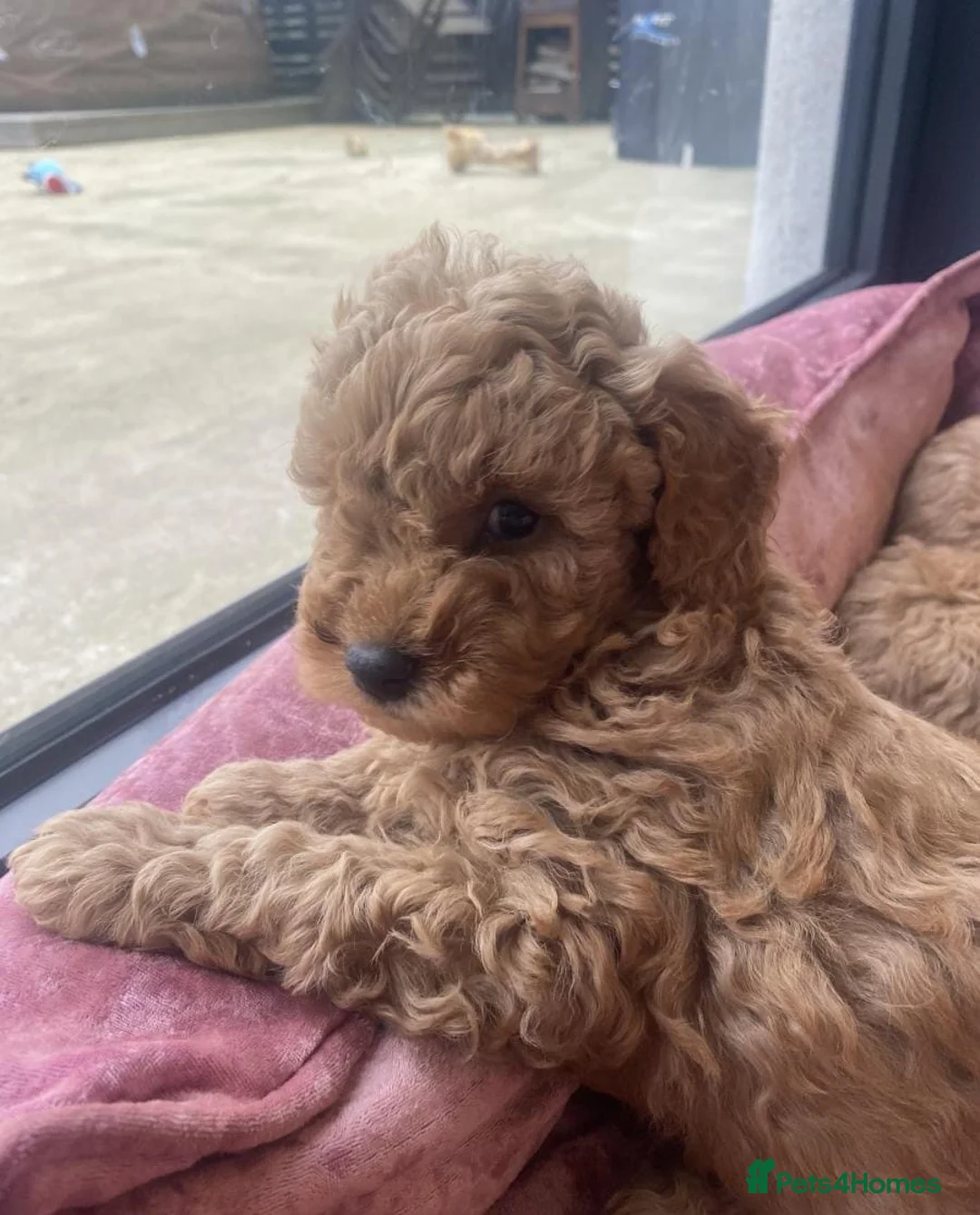 Cavapoo dogs for sale: ABSOLUTELY GORGEOUS LITTER OF CAVAPOOS in Manchester - Advert 1