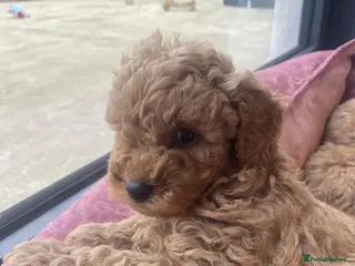 Cavapoo dogs ABSOLUTELY GORGEOUS LITTER OF CAVAPOOS in Manchester - Advert 9