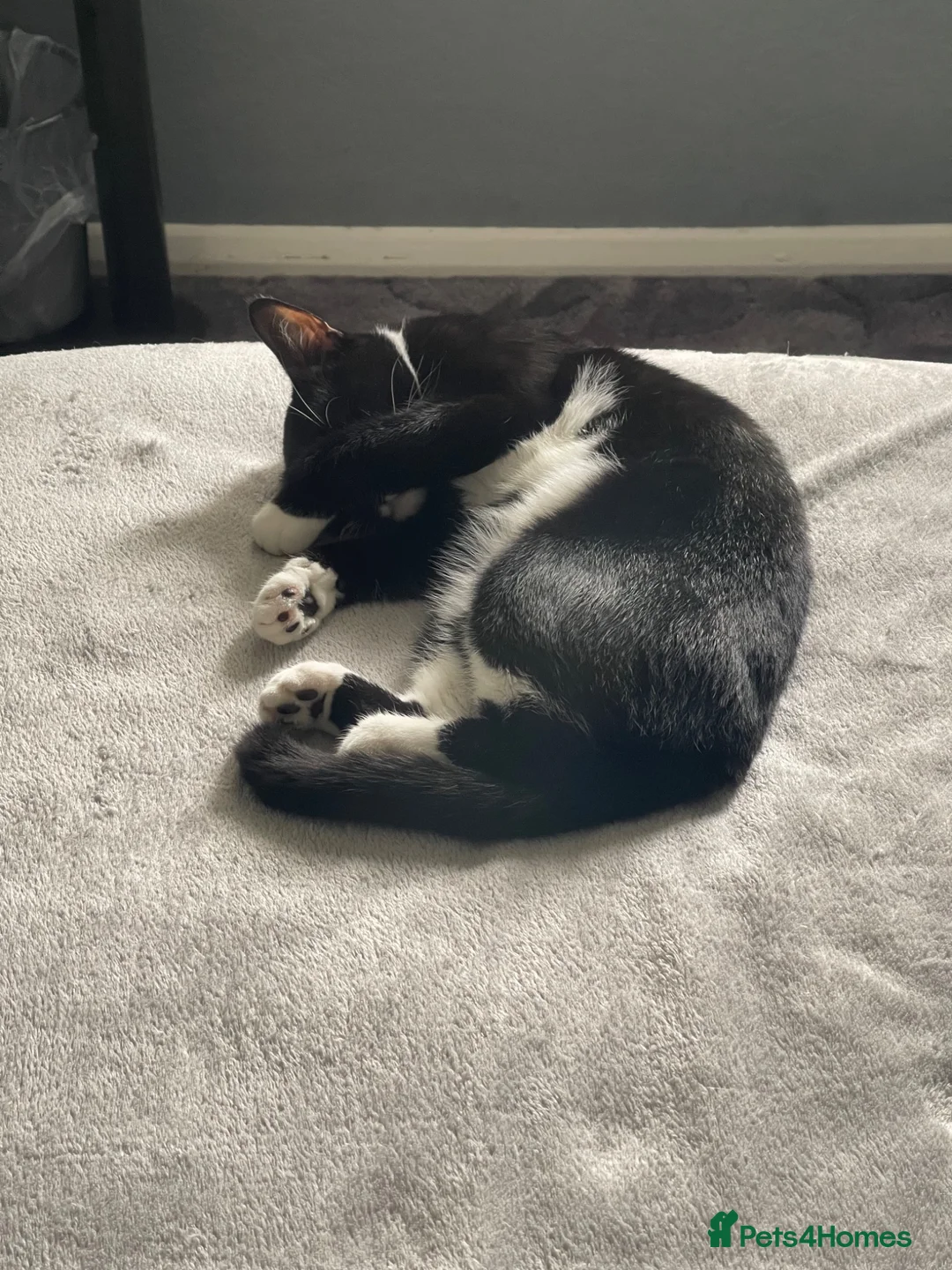 British Shorthair cats for sale: Nova – Spayed Female Cat Looking for a Loving Home - Advert 8