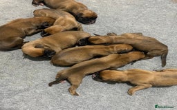 Boxer dogs for sale: 27 Champion bloodline red and black mask boxers - Image 19