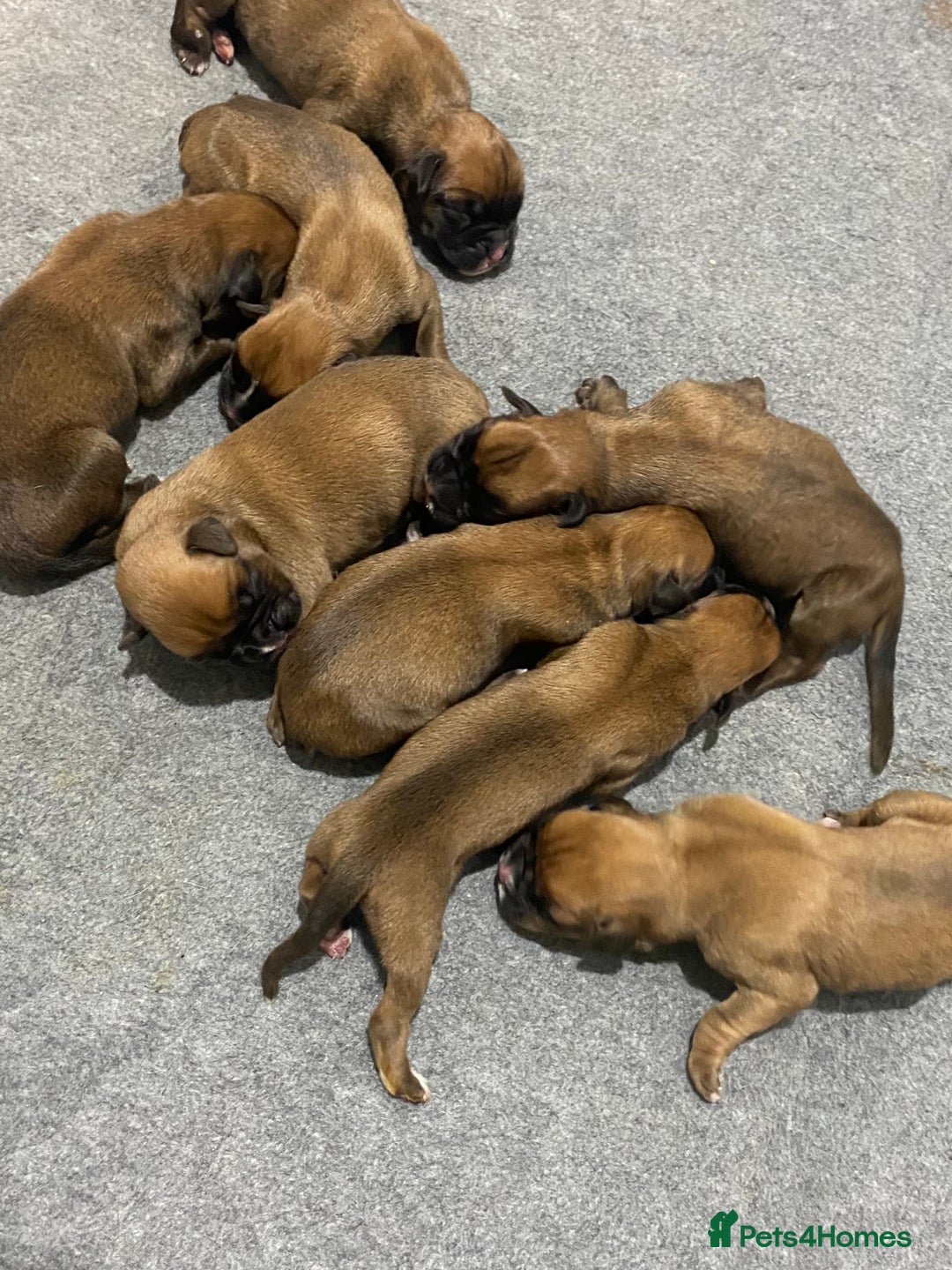 Boxer dogs for sale: 27 Champion bloodline red and black mask boxers - Image 19