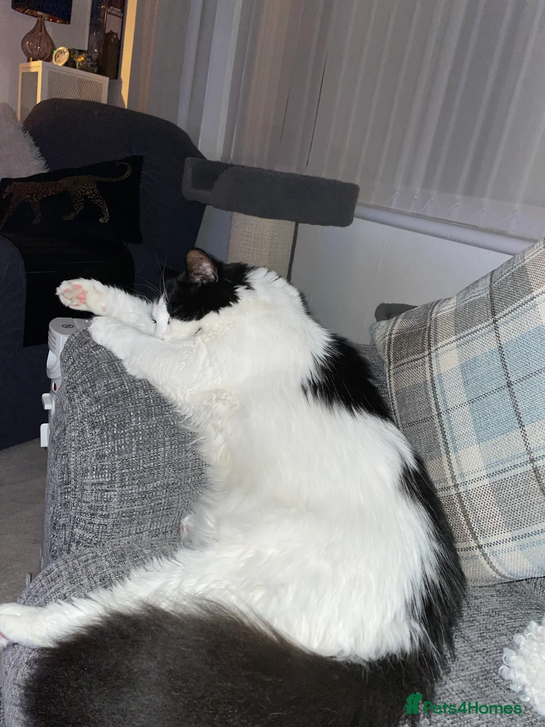 British Shorthair cats for sale: Fluffy in Walsall - Advert 3