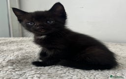 Domestic Shorthair cats for sale: 3 black kittens for sale  - Image 3