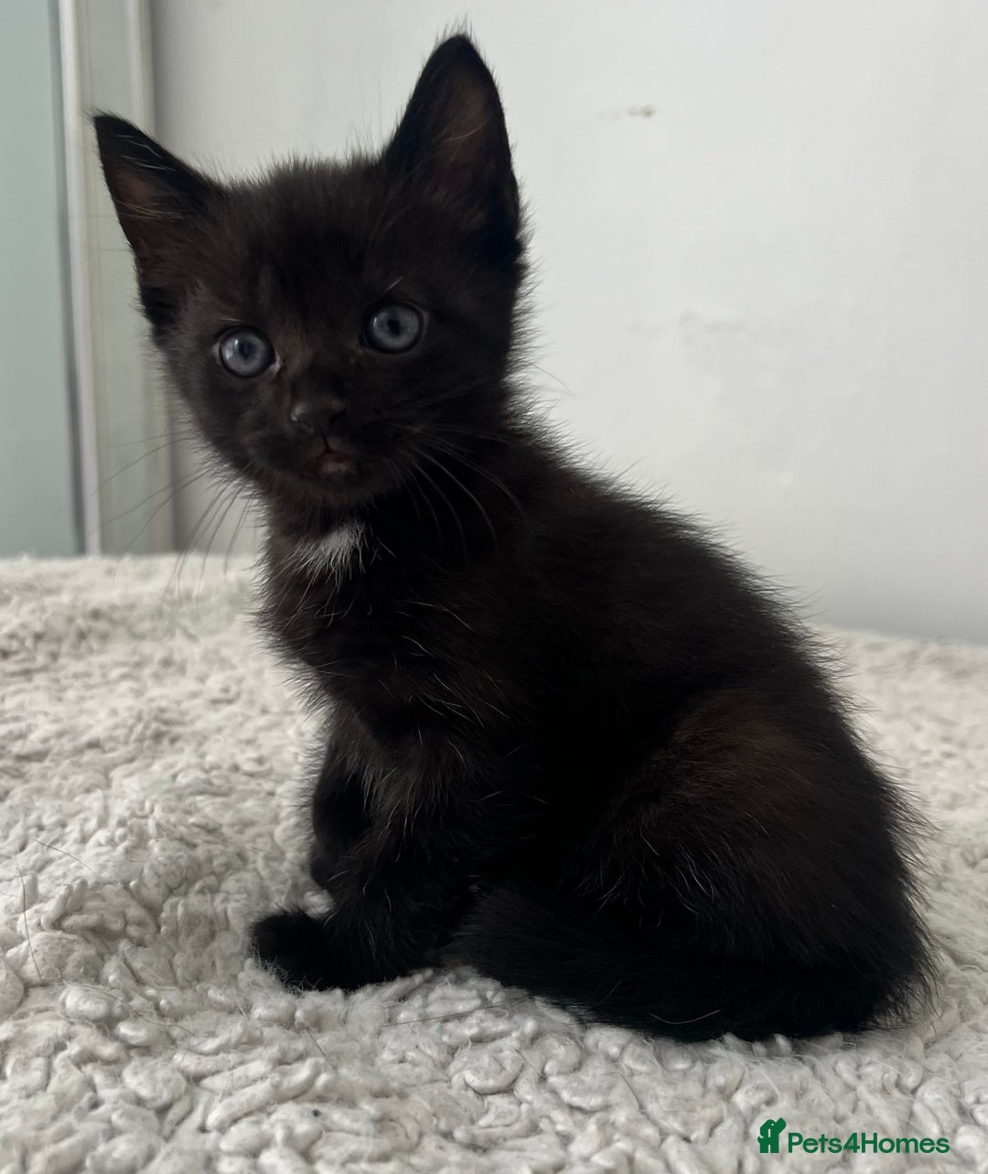 Domestic Shorthair cats for sale: 3 black kittens for sale  - Image 3