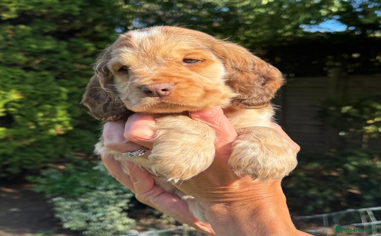 Cocker Spaniel dogs - Advert 15