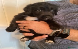 Mixed Breed dogs for sale: Cockerpoo x bordercollie puppies - Image 7