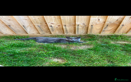 Mixed Breed cats for sale: Grey cat - neutered  - Image 1