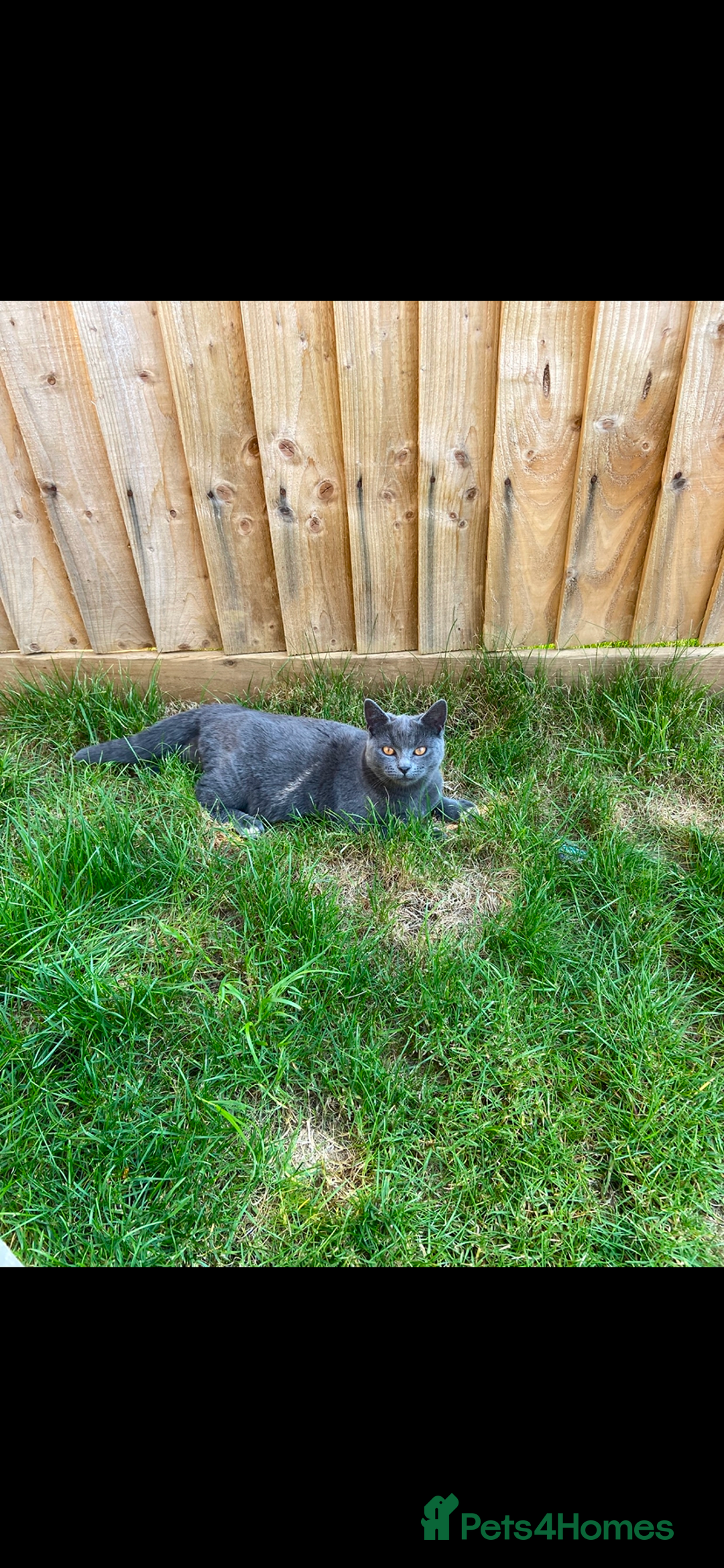 Mixed Breed cats for sale: Grey cat - neutered  - Image 1