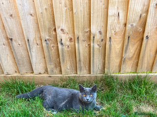 Mixed Breed cats - Advert 19