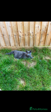 Mixed Breed cats - Advert 6