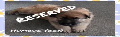German Shepherd - Humbug