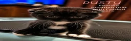 Mixed Breed cats for sale: Scottish Fold & Scottish straight Cross kittens  in Antrim - Advert 17