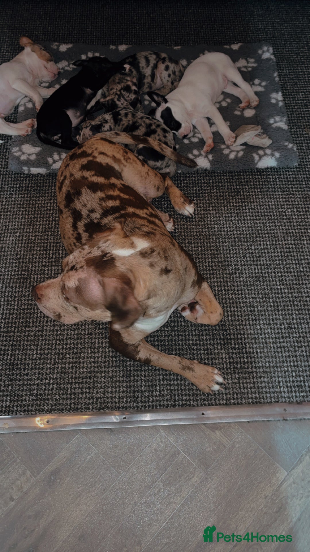 Mixed Breed dogs for sale: Bullypit/labrador pups for sale  - Advert 12