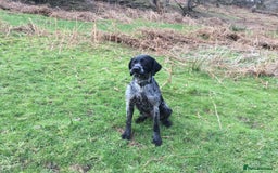 Mixed Breed dogs for sale: 2 Female puppies for sale  - Image 2