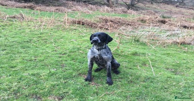 Mixed Breed dogs - Advert 14