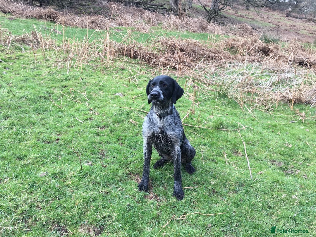 Mixed Breed dogs for sale: 2 Female puppies for sale  - Image 2