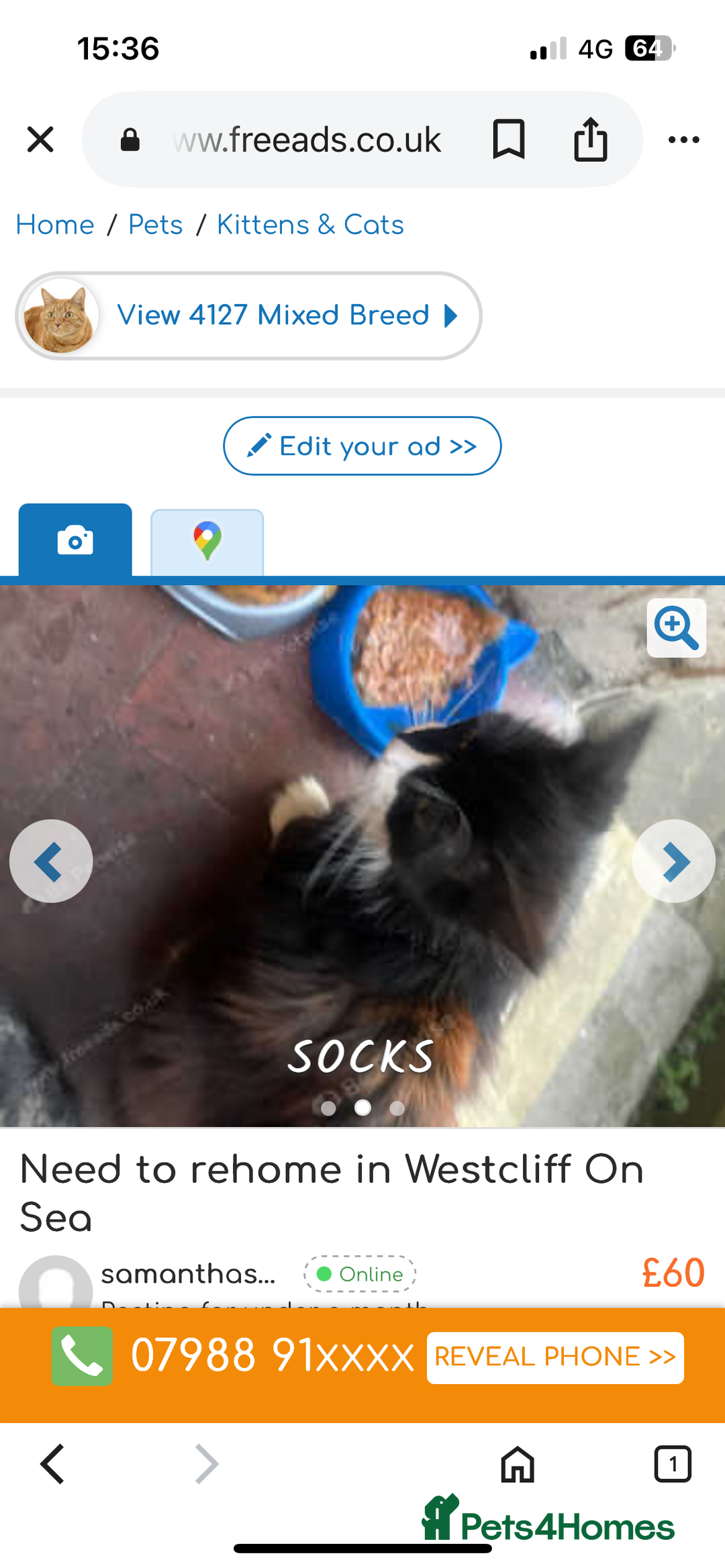 British Longhair cats for sale: Need new one  - Image 3