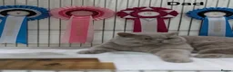 British Shorthair cats for sale: GCCF British Shorthair Blue Male Kittens in Melton Mowbray - Advert 9
