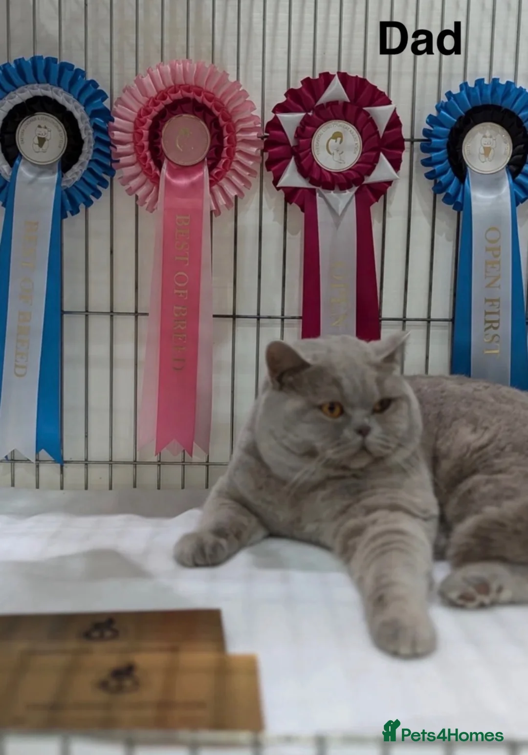 British Shorthair cats for sale: GCCF British Shorthair Blue Male Kittens in Melton Mowbray - Advert 9