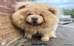 Chow Chow dogs for stud: SUMO- lilac, chocolate, rainbow producer in Cheltenham - Image 27