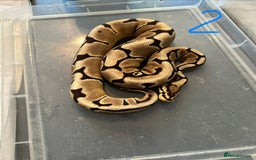 Python Snake reptiles for sale: Royal Pythons - Image 4