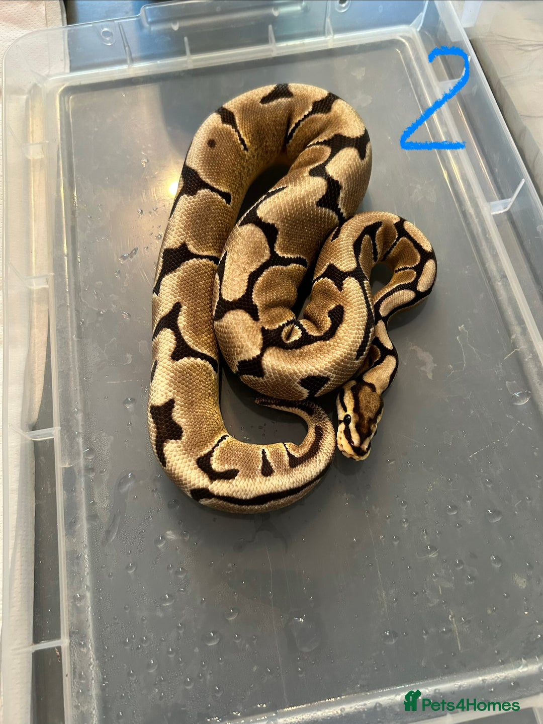 Python Snake reptiles for sale: Royal Pythons - Image 4