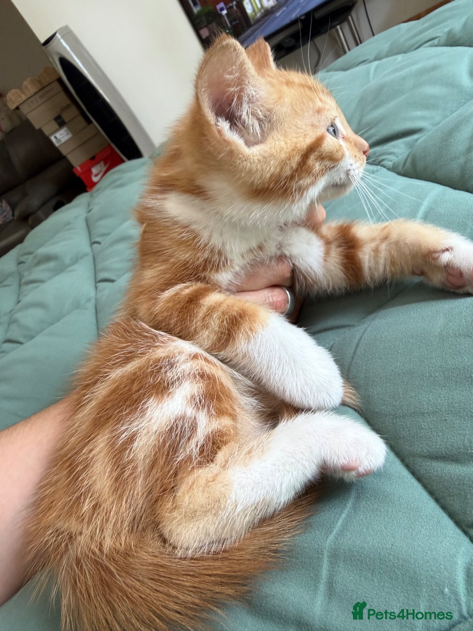 Mixed Breed cats for sale: Kittens for sale READY NOW in Brandon - Advert 14