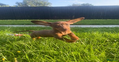 Miniature Dachshund dogs - Advert 2