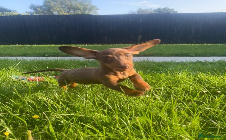 Miniature Dachshund dogs - Advert 1