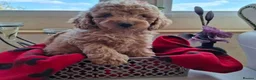 Cavapoo dogs for sale: Irresistibly Cute Cavapoo Puppies in Nottingham - Advert 2