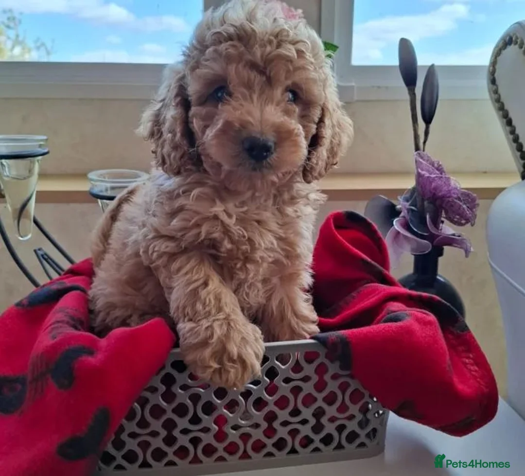 Cavapoo dogs for sale: Irresistibly Cute Cavapoo Puppies in Nottingham - Advert 2